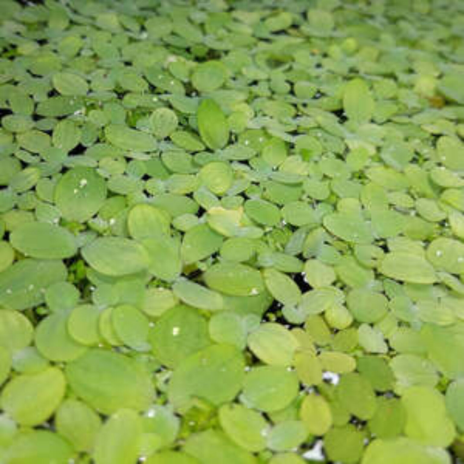 Giant Water Spangles $6 (Normally $12) + $4 Postage ($0 SYD C&C, $14 ...