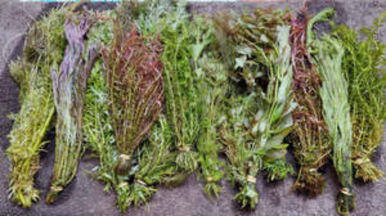 super-massive-plant-combo-$120-+-$11-postage-($0-syd-c&c)-@-sydney-aquascapes