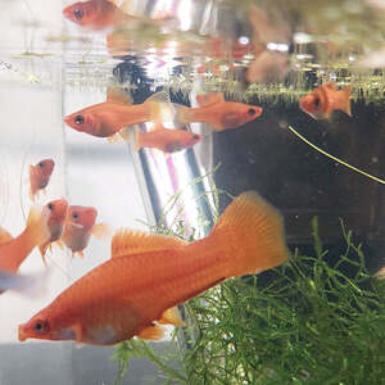 baby-swordtail-fish-$3-+-$14-postage-express-($0-syd-c&c)-@-sydney-aquascapes