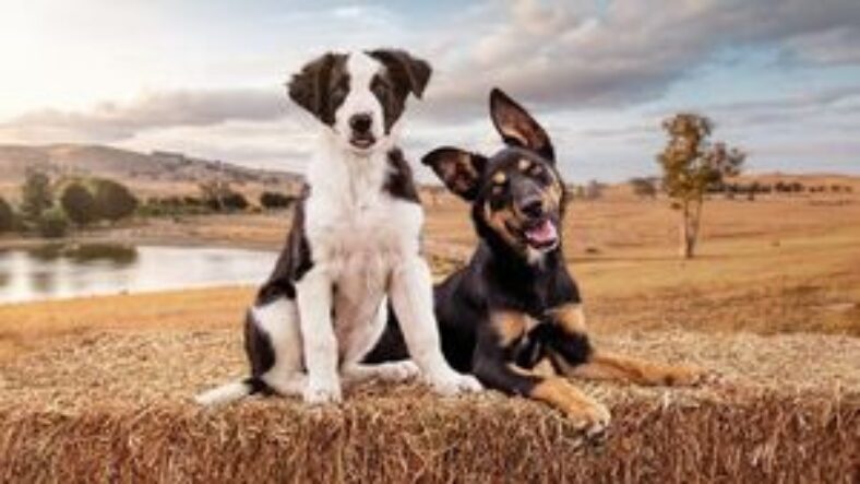 abc-iview-–-free-to-stream-–-muster-dogs