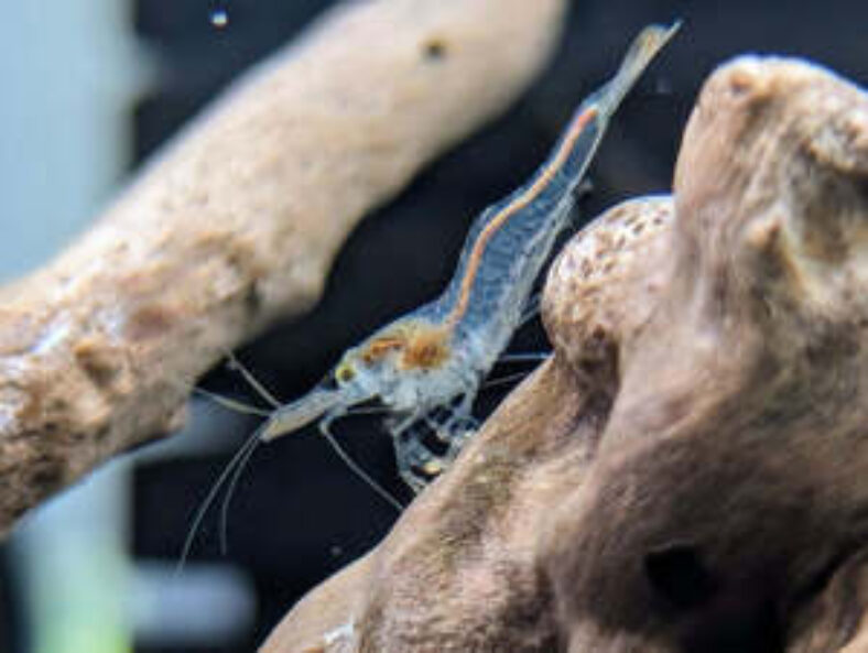 native-glass-shrimp-$6-each-+-$13.99-express-postage-($0-syd-c&c)-@-sydney-aquascapes