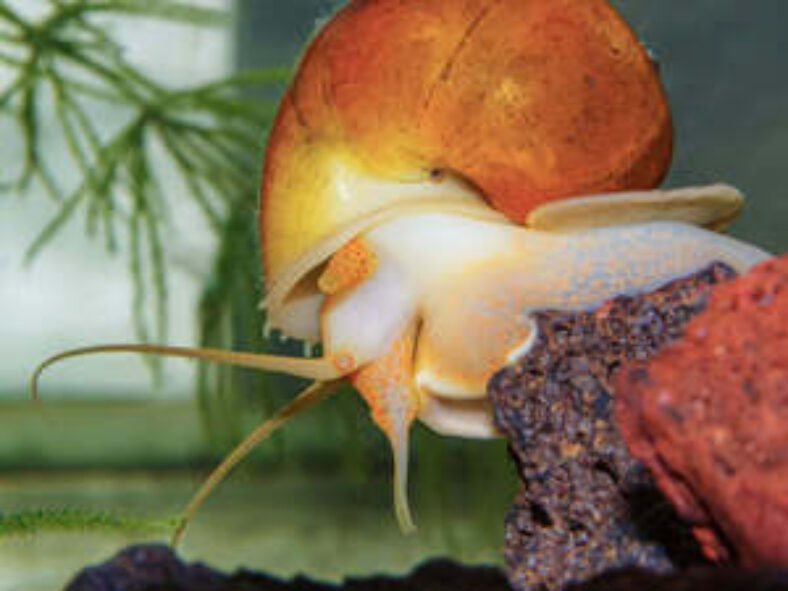 baby-mystery-snails-$4-each-+-$11.00-postage-($0-syd-c&c)-@-sydney-aquascapes